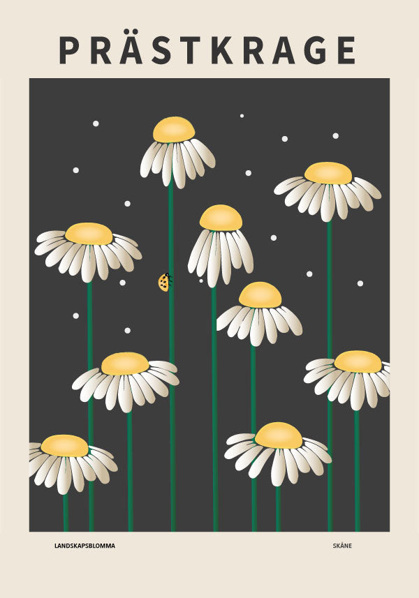 Prästkrage, Skånes landskapsblomma alternativ 2