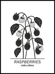 Raspberries