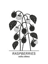 Ladda bilder till galleriet, Raspberries