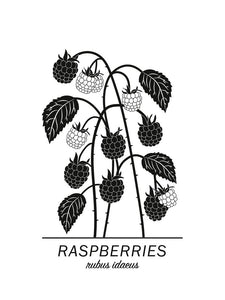 Raspberries