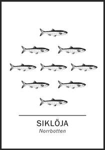 Siklöja, Norrbottens landskapsfisk