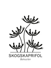 Ladda bilder till galleriet, Skogskaprifol, Bohusläns landskapsblomma