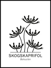 Ladda bilder till galleriet, Skogskaprifol, Bohusläns landskapsblomma