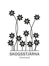 Ladda bilder till galleriet, Skogsstjärna, Värmlands landskapsblomma