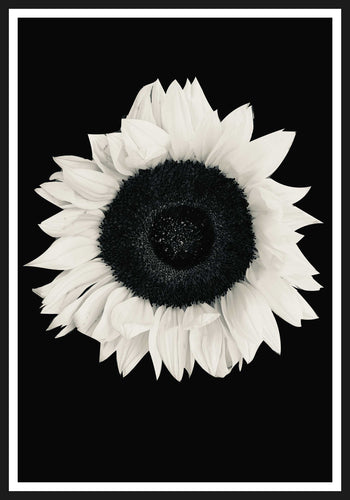 Sunflower black and white