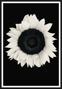 Sunflower black and white