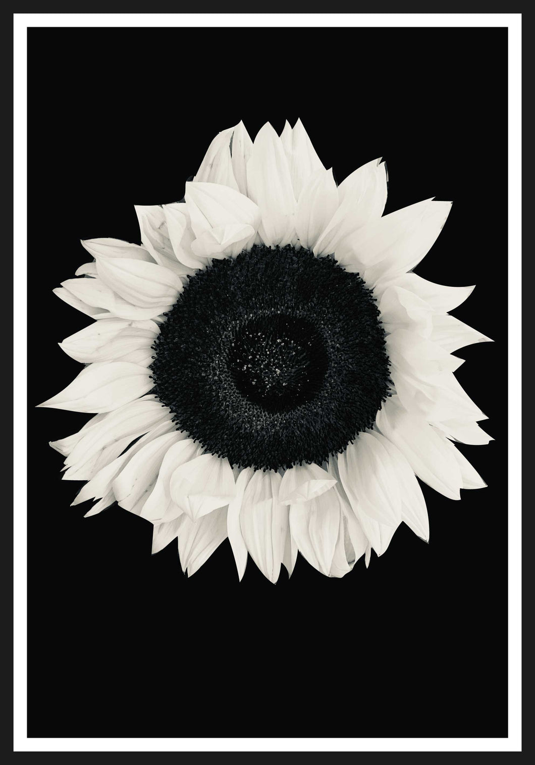 Sunflower black and white