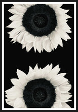 Ladda bilder till galleriet, Sunflowers black and white