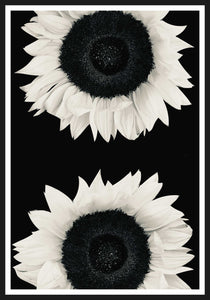 Sunflowers black and white