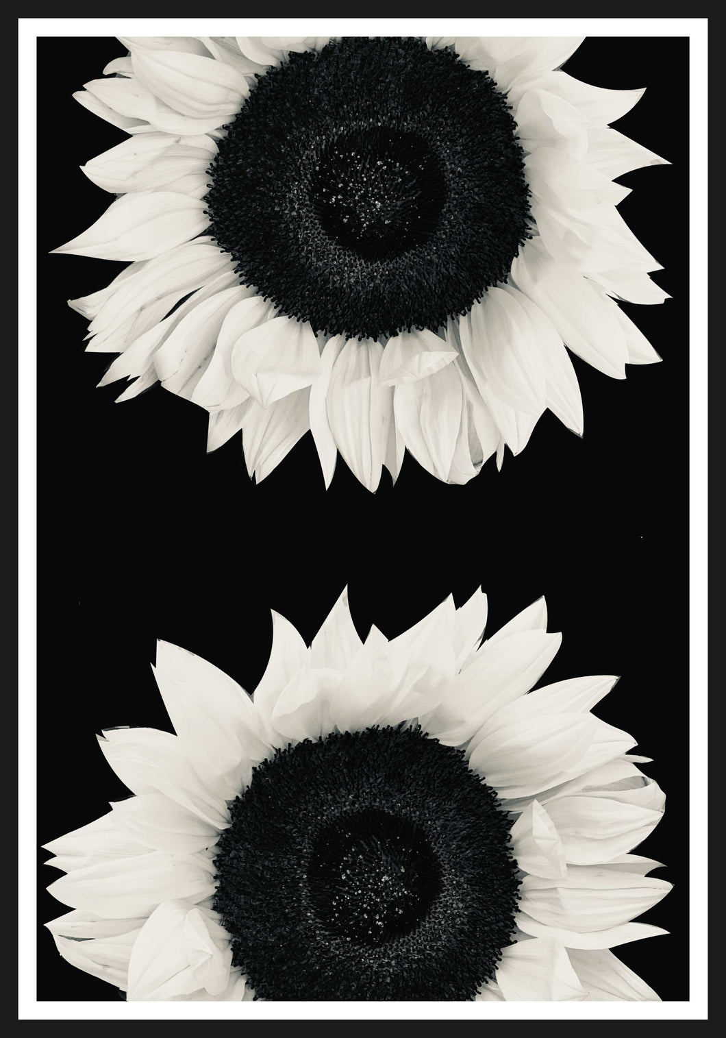 Sunflowers black and white