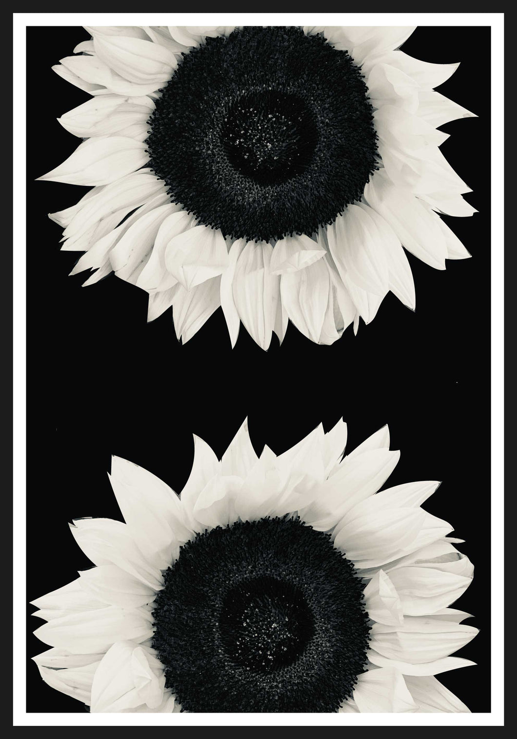 Sunflowers black and white