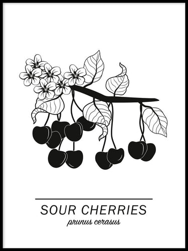 Sour Cherries Poster