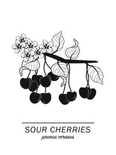 Ladda bilder till galleriet, Sour Cherries Poster