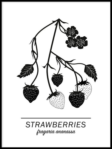 Strawberries Poster