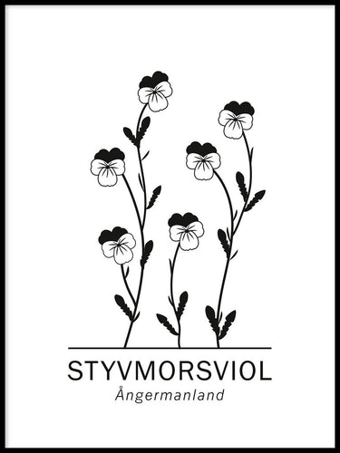 Styvmorsviol, Ångermanlands landskapsblomma