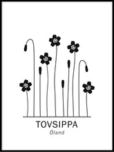 Ladda bilder till galleriet, Tovsippa, Ölands landskapsblomma