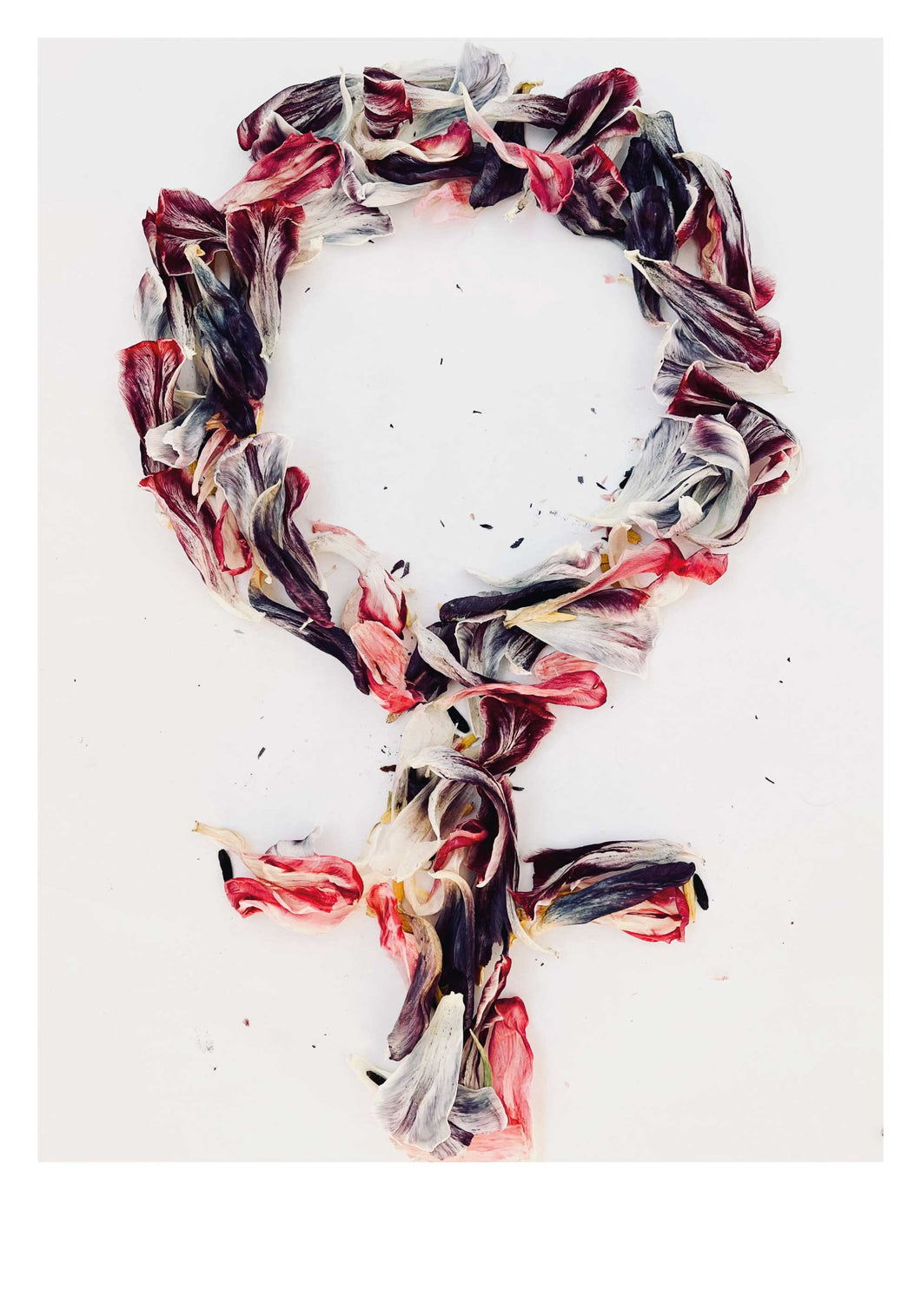 Tulip leaves female symbol