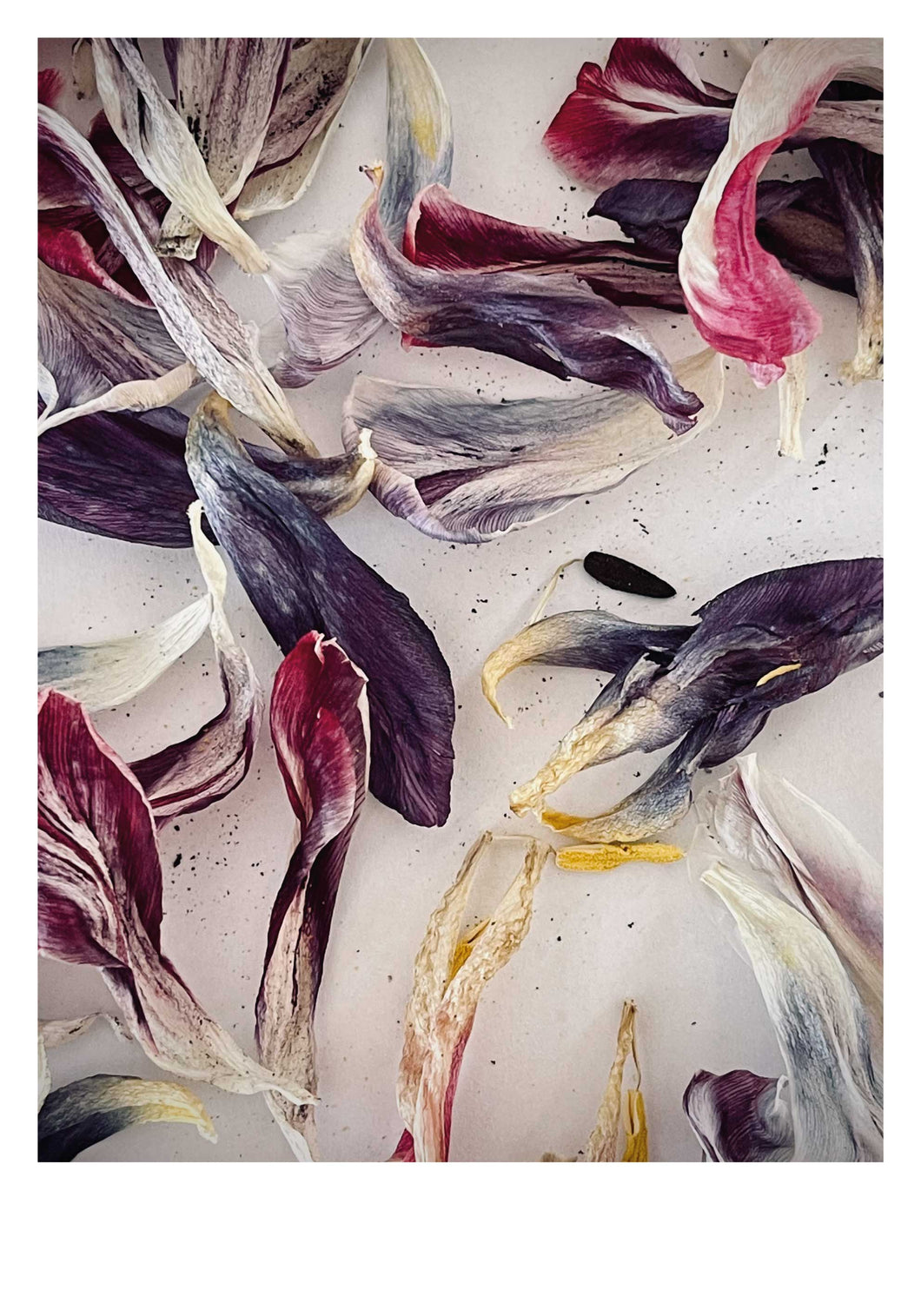 Tulip leaves three