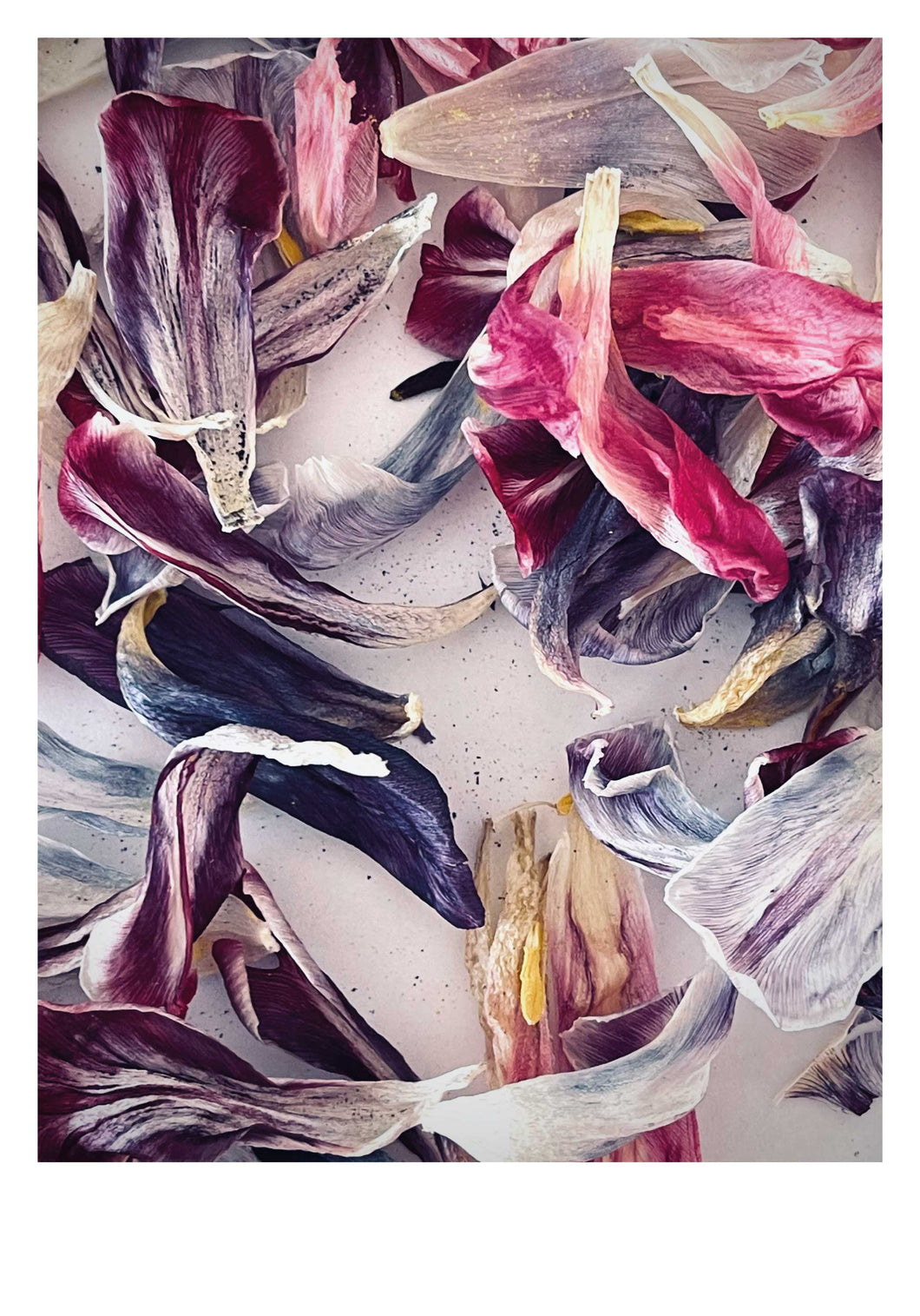 Tulip leaves