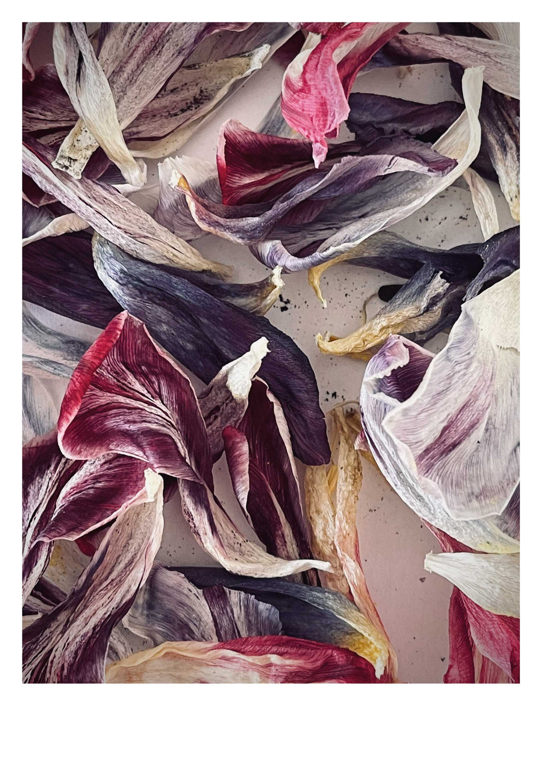 Tulip leaves two