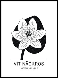 Vit näckros, Östergötlands landskapsblomma