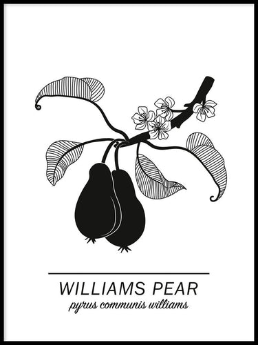 Williams Pear Poster