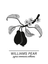 Ladda bilder till galleriet, Williams Pear Poster