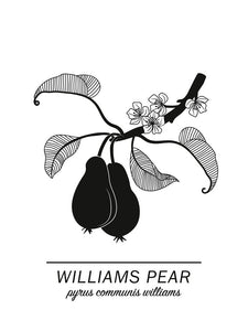 Williams Pear Poster