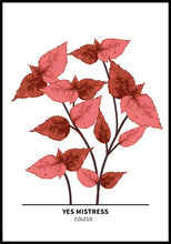 Ladda bilder till galleriet, Yes Mistress Coleus Poster