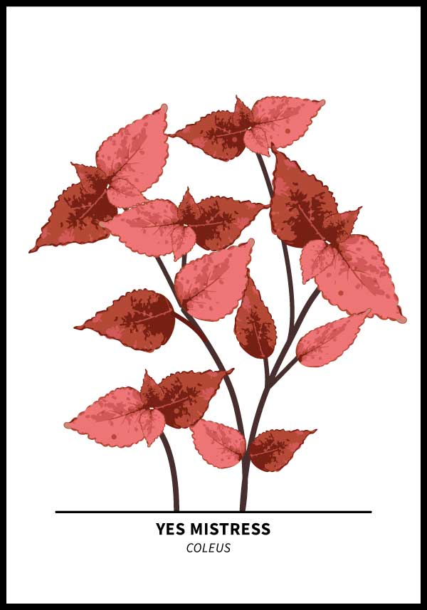 Yes Mistress Coleus Poster