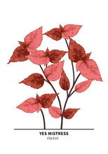 Ladda bilder till galleriet, Yes Mistress Coleus Poster